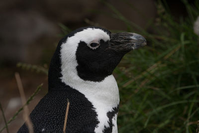 Close-up of bird