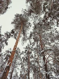 Low angle view of trees during winter