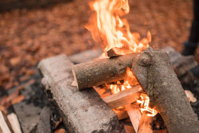 Close-up of campfire in forest