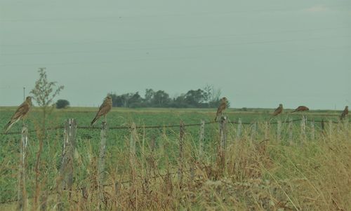 Birds on field against sky