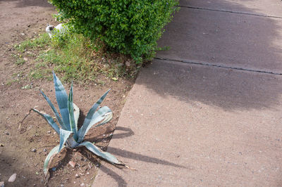 High angle view of dead plant on field