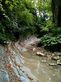 Scenic view of waterfall in forest