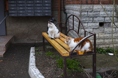 Cat sitting on a wall