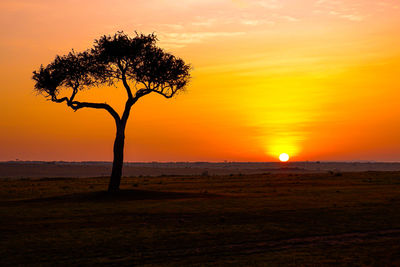 Sunrise behind an iconic acacia tree in the maasai mara