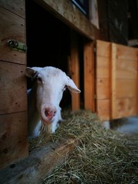 Close-up of an animal in pen