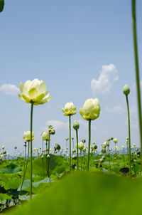 Close-up of flowers blooming in field