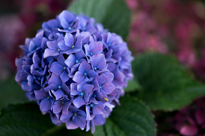 Close-up of purple hydrangea flowers