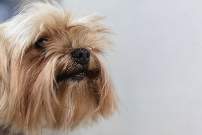 Close-up portrait of dog