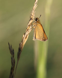 Close-up of butterfly