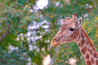 Close-up of giraffe on tree