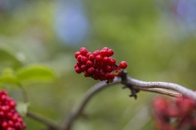 Close-up of red berries growing on tree