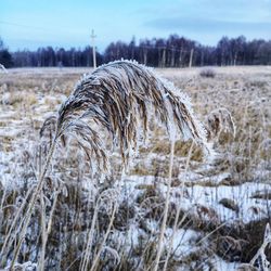 Close-up of snow on field against sky during winter