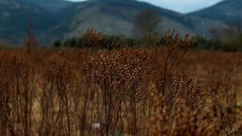 Crops growing on field against sky