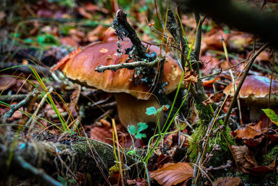 Close-up of mushroom growing on field