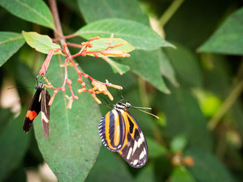 Close-up of butterfly pollinating flower