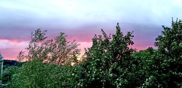 Low angle view of pink flowering plants against sky