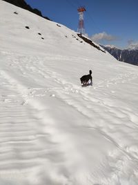 Dog on snowcapped mountain against sky