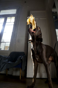 Dog sitting on table at home