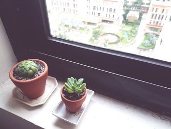 High angle view of potted plants on window sill