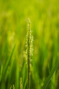 Close-up of stalks in field