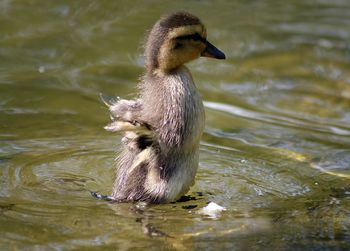 Duck swimming in lake