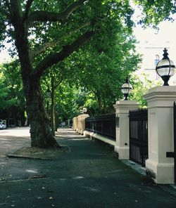 Street amidst trees