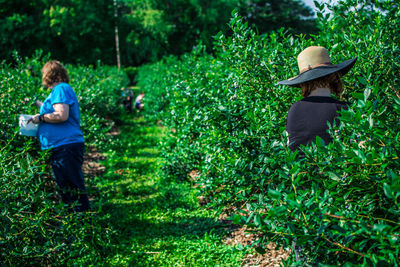 People picking fruits at farm