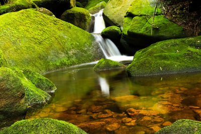 Scenic view of waterfall in forest