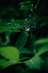 Close-up of raindrops on plant leaves