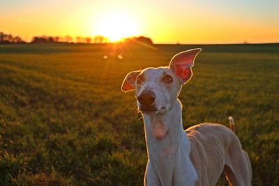 Portrait of dog on field against sky during sunset