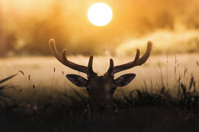 Deer silhouette and the sun 