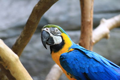 Alert parrot perching on branch