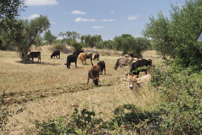 View of horses on field against sky