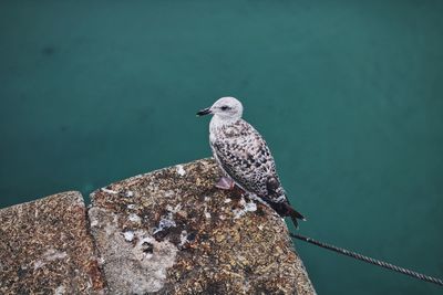 High angle view of seagull perching on concrete by sea