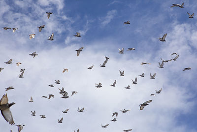 Low angle view of birds flying in sky