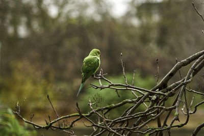 Low angle view of bird perching on tree