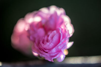 Close-up of pink rose