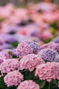 Close-up of pink cherry blossoms