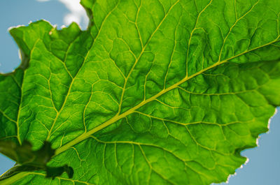 Close-up of green leave of sugar beet