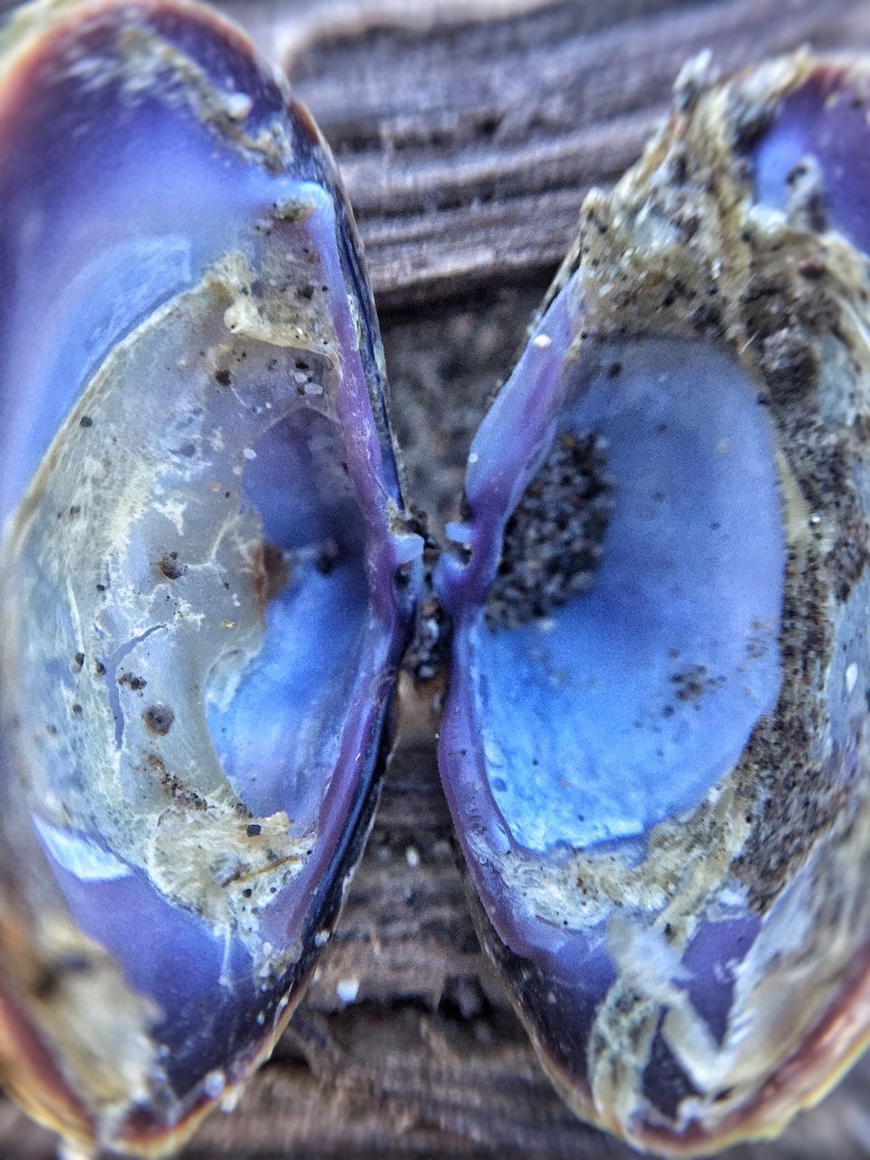 HIGH ANGLE VIEW OF A TURTLE