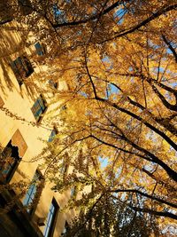 Low angle view of trees