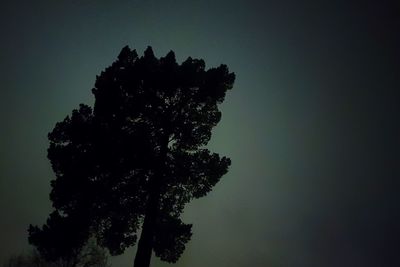 Low angle view of silhouette tree against sky at night