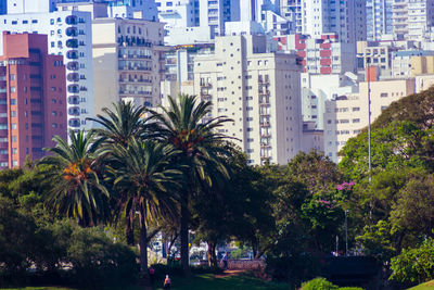 Palm trees and buildings in city