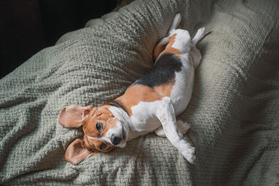 Beagle dog lying on a pillow, sleeping, sad, funny face, big ears.