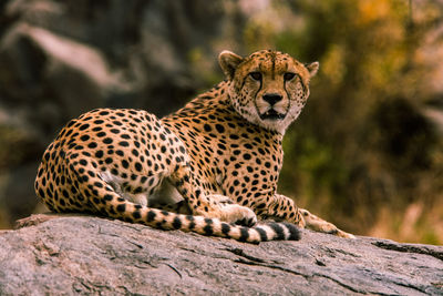 View of a cat on rock