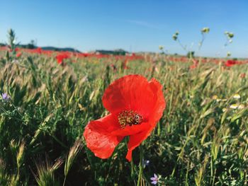 Close-up of red poppy flower on field