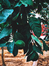 High angle view of plant growing on field