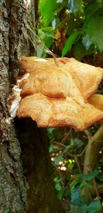 Close-up of mushrooms growing on tree trunk