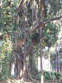 Trees in forest