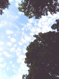 Low angle view of trees against sky